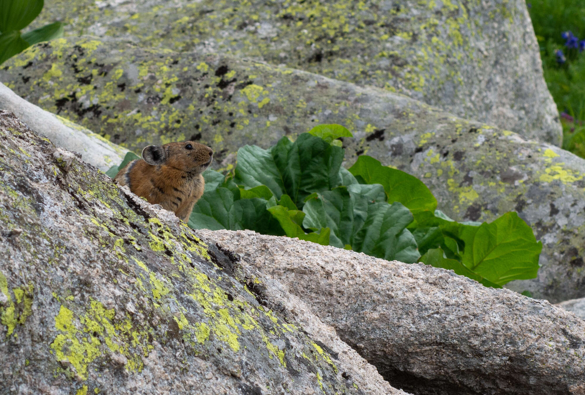 Image of Alpine Pika