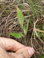 Wedelia foliacea (Spreng.) B. L. Turner resmi