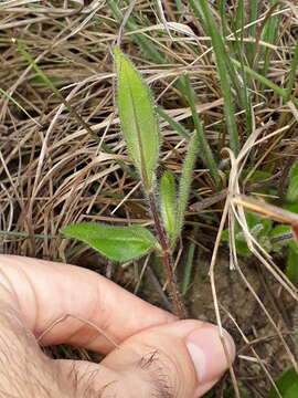 صورة Wedelia foliacea (Spreng.) B. L. Turner