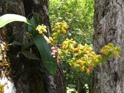 Imagem de Polystachya foliosa (Hook.) Rchb. fil.