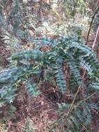 Image of Coriaria microphylla Poir.