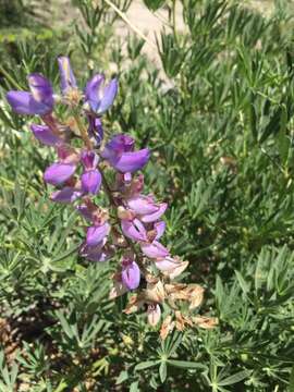 Image of San Jacinto lupine