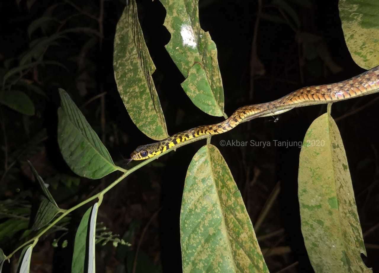 Image of Malayan Spotted Keelback Water Snake