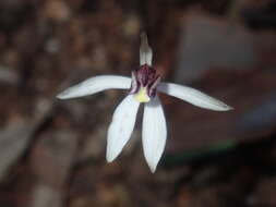 Image of Caladenia saccharata Rchb. fil.