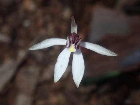 Image of Caladenia saccharata Rchb. fil.