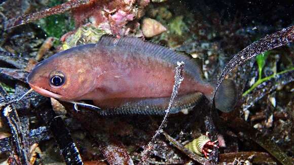 Image of Southern bastard codling