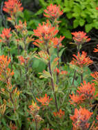 Image of acute Indian paintbrush