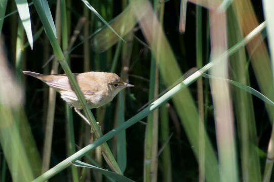 Image of Reed Warbler