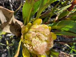 Imagem de Protea foliosa Rourke