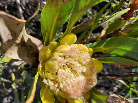 Image of Protea foliosa Rourke