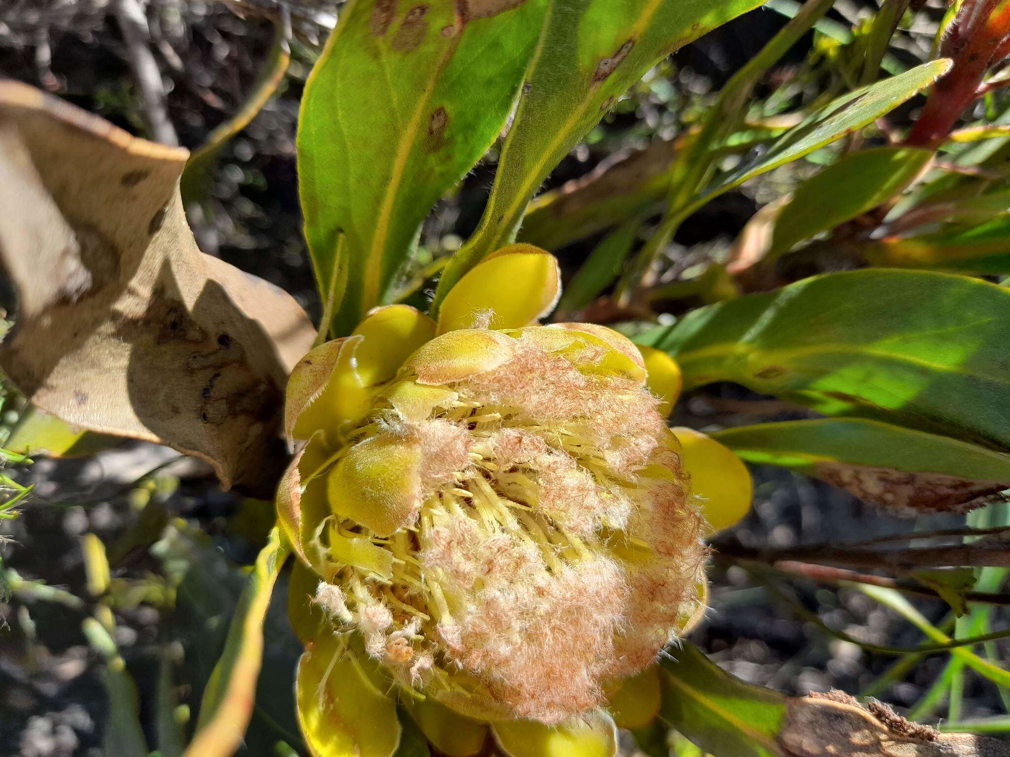 Imagem de Protea foliosa Rourke