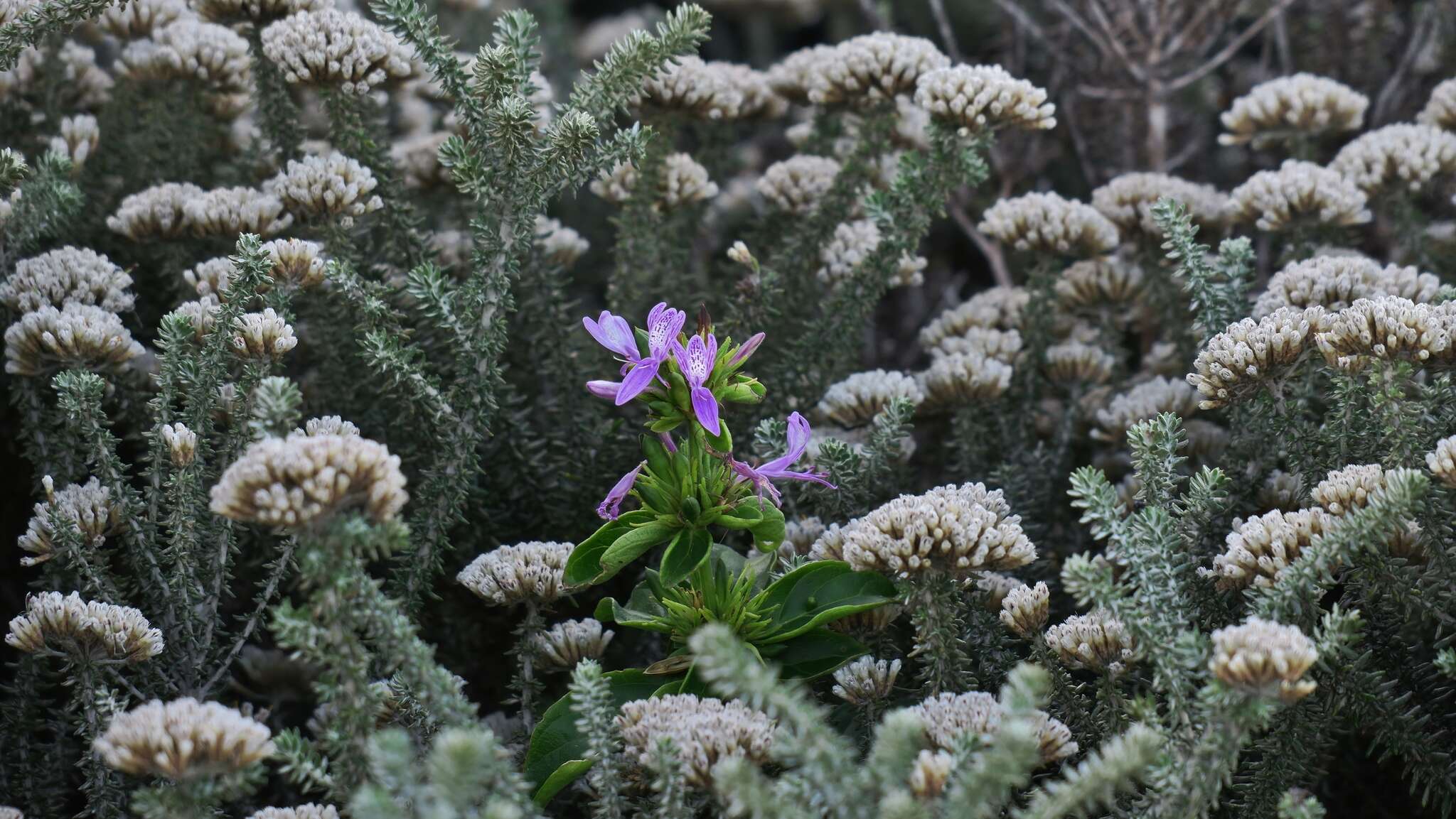 Image of Hypoestes aristata var. aristata