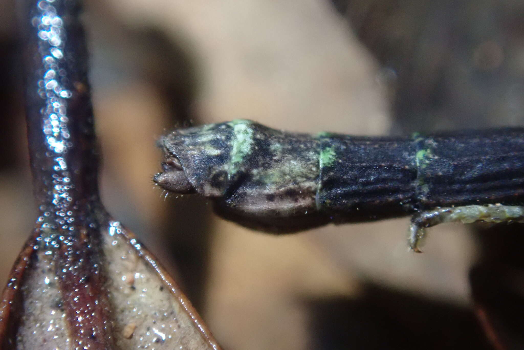 Image of Planososibia truncata (Chen, S. C. & Z. Y. Chen 2000)