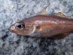 Image of Trisopterus