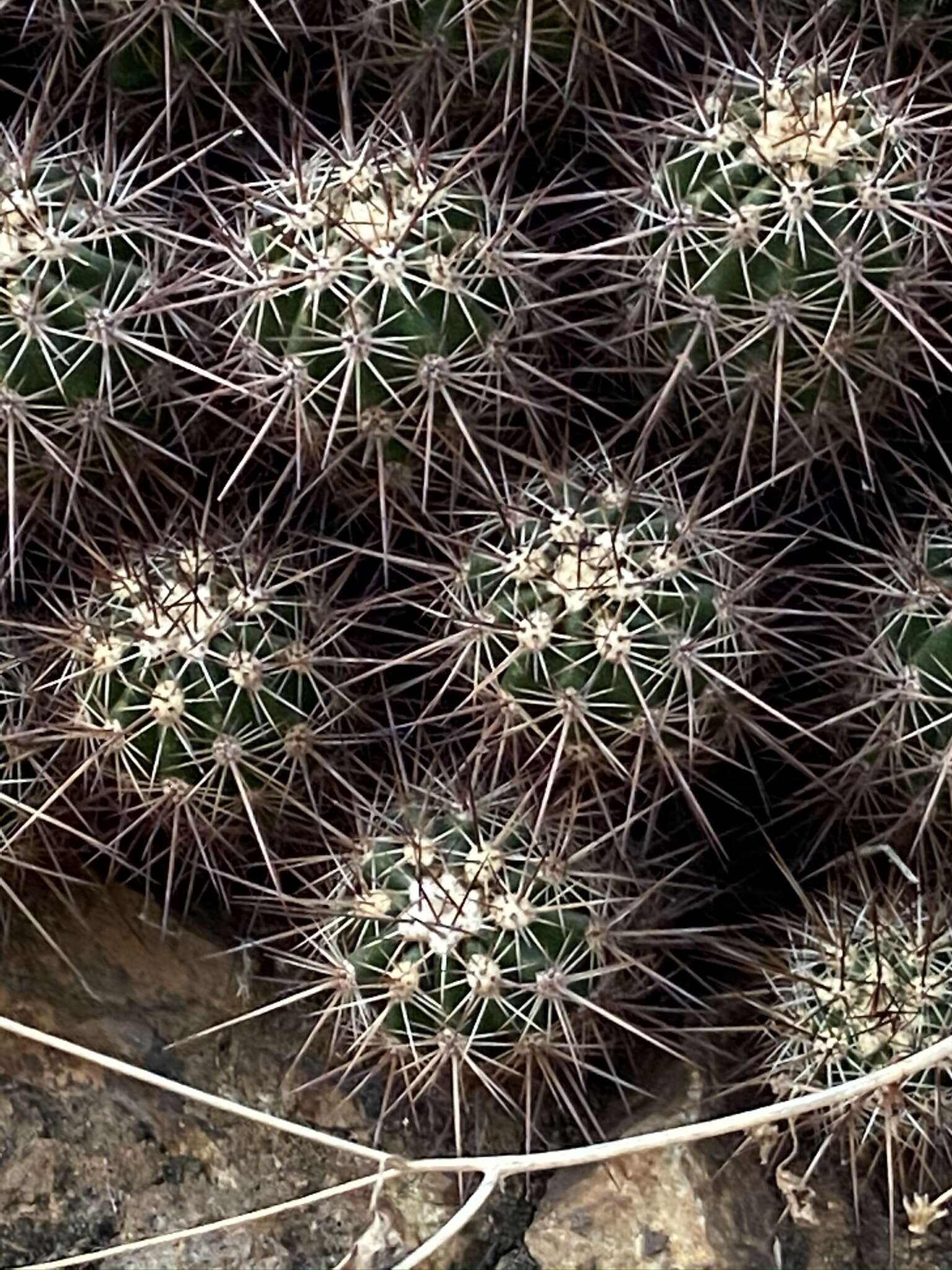 Image of Echinocereus pacificus (Engelm. ex Orcutt) Britton & Rose