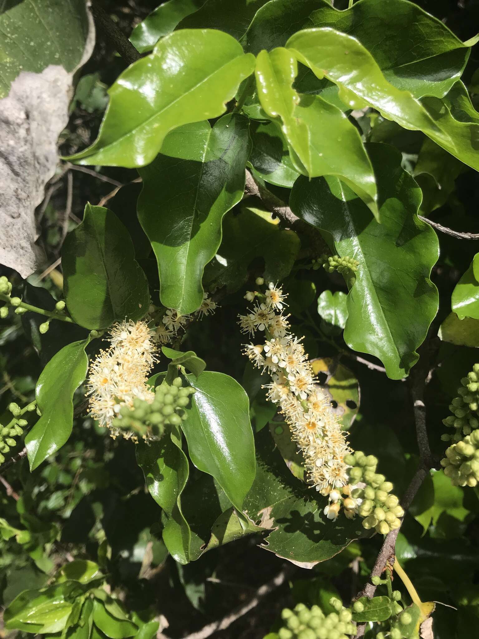 Image of hollyleaf cherry