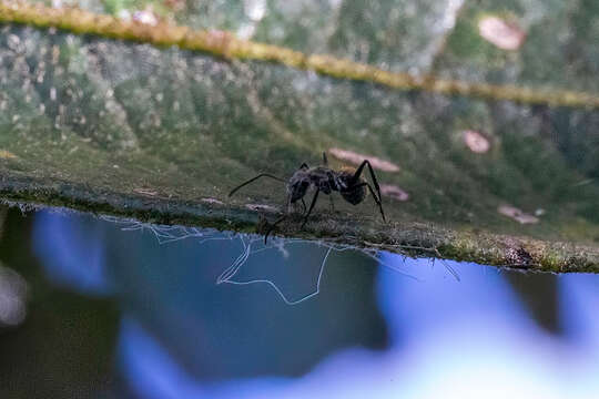 Imagem de Camponotus arboreus (Smith 1858)