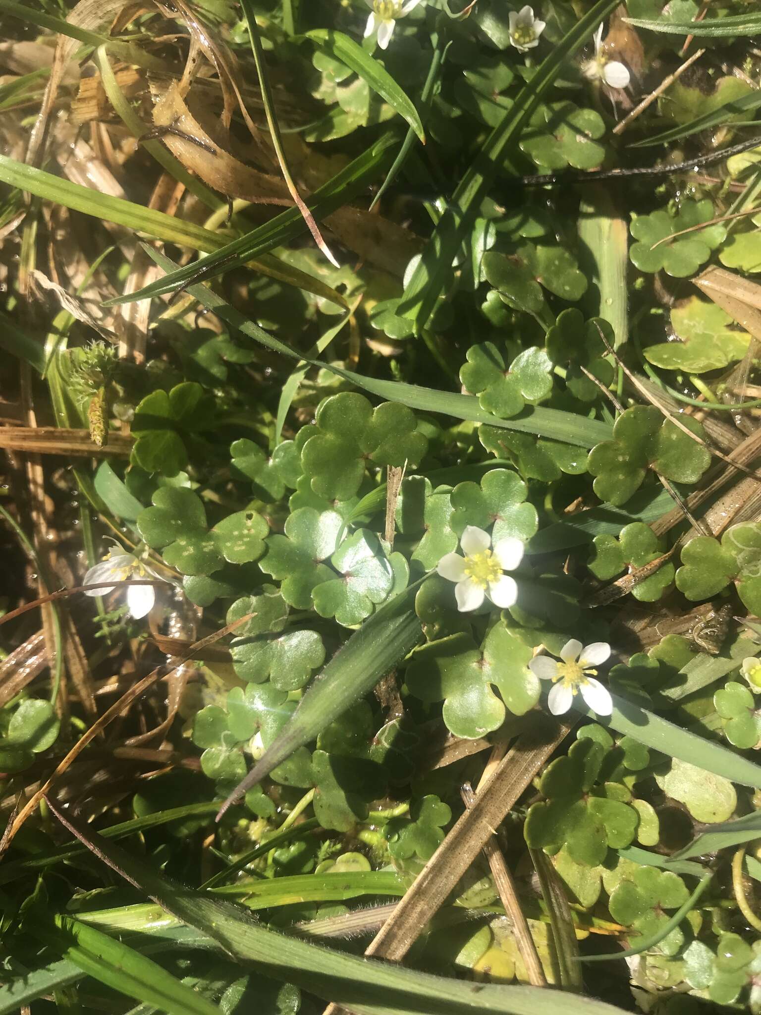 Image of Ranunculus omiophyllus Ten.