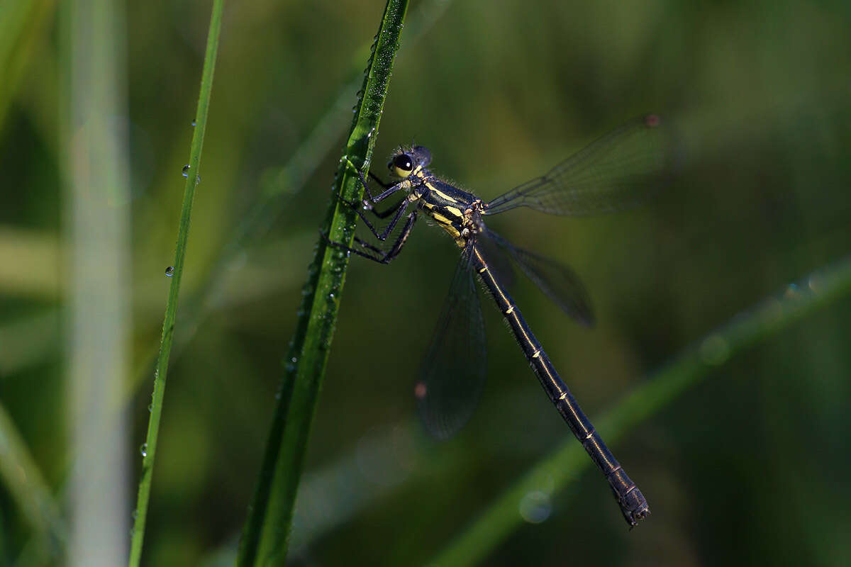 Image of Griseargiolestes eboracus (Tillyard 1913)