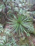 Image of Agave gracielae Galvan & Zamudio