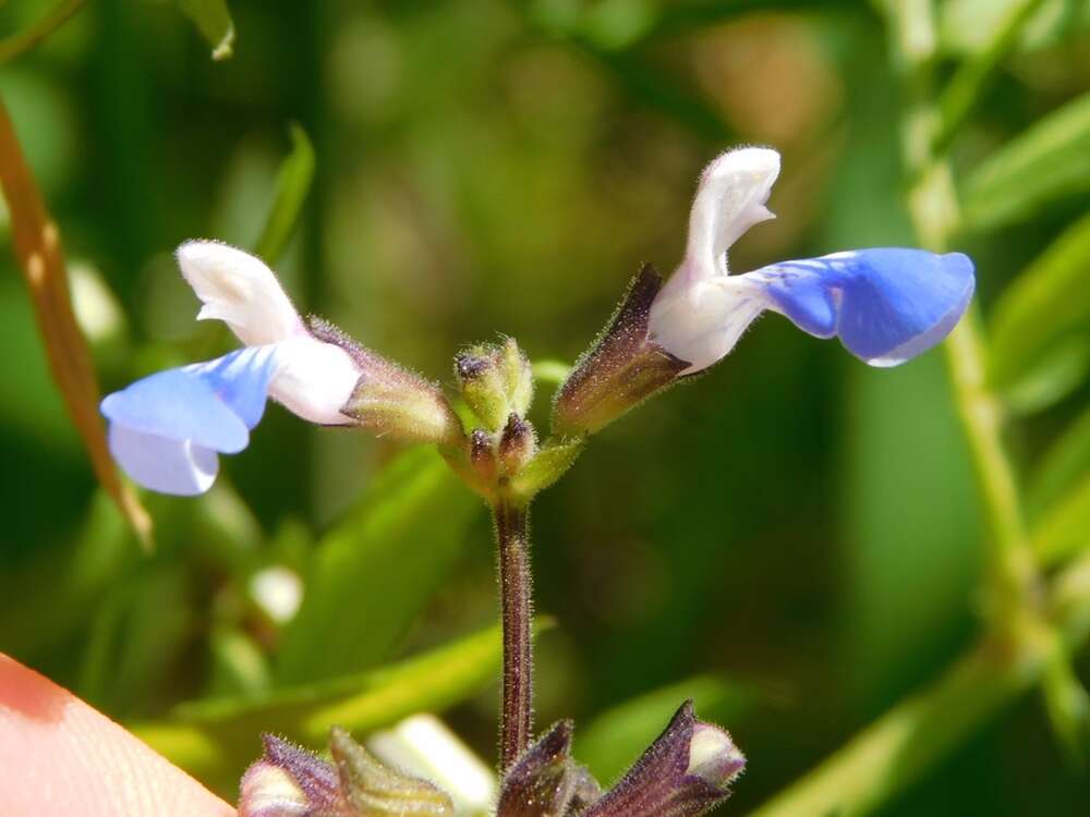 Salvia procurrens Benth.的圖片