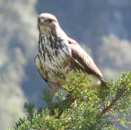 Imagem de Buteo trizonatus Rudebeck 1957