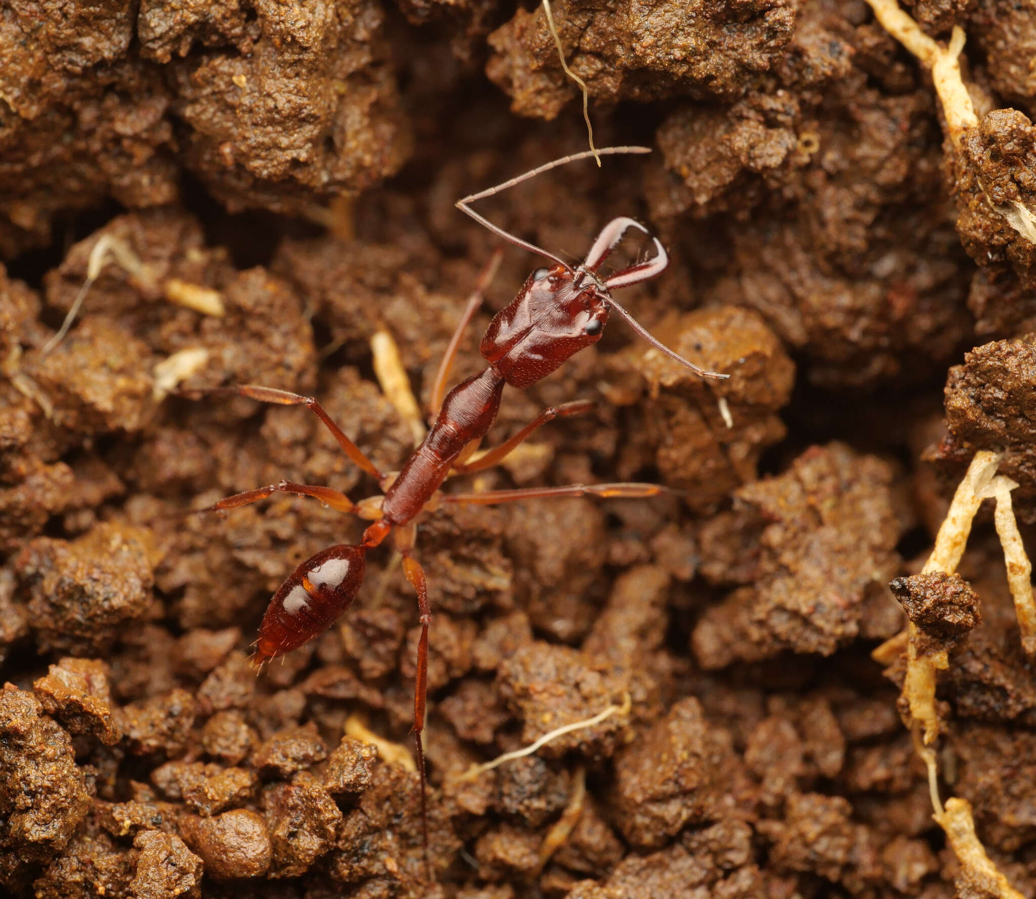 Imagem de Odontomachus papuanus Emery 1887