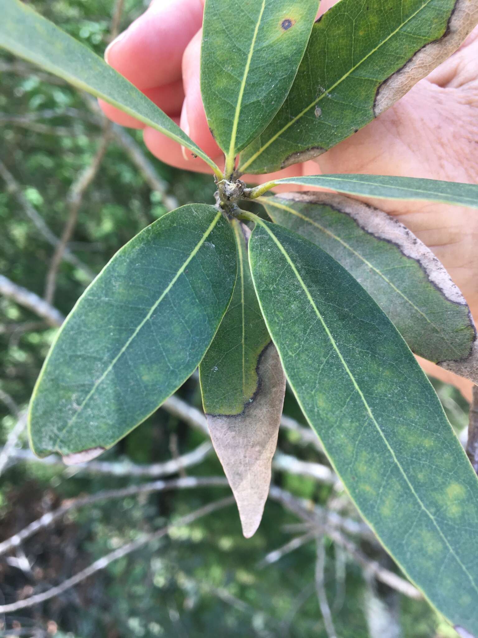 Image of Sudden oak death