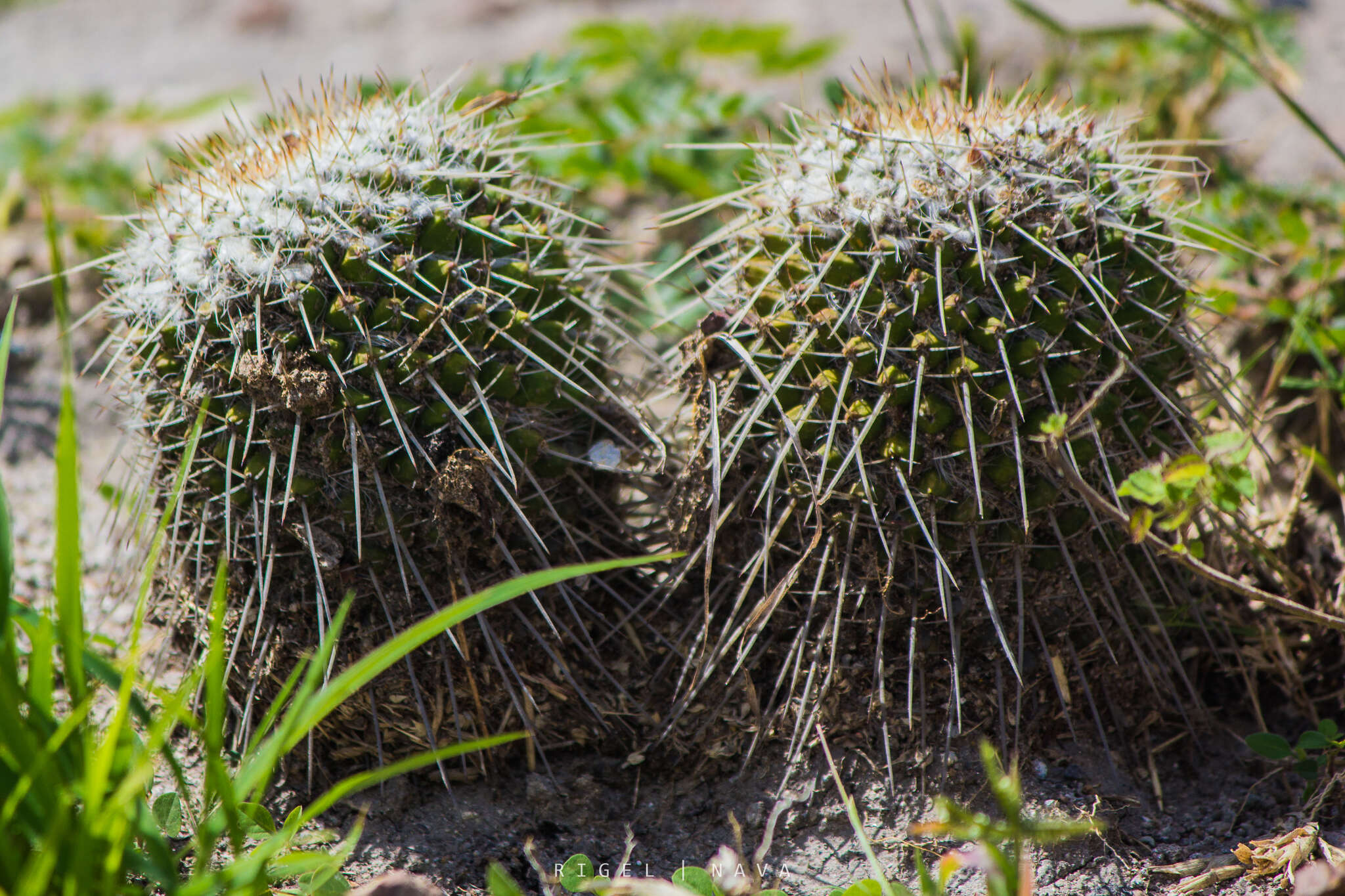 صورة Mammillaria karwinskiana subsp. nejapensis (R. T. Craig & E. Y. Dawson) D. R. Hunt