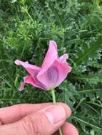 Image of opium poppy