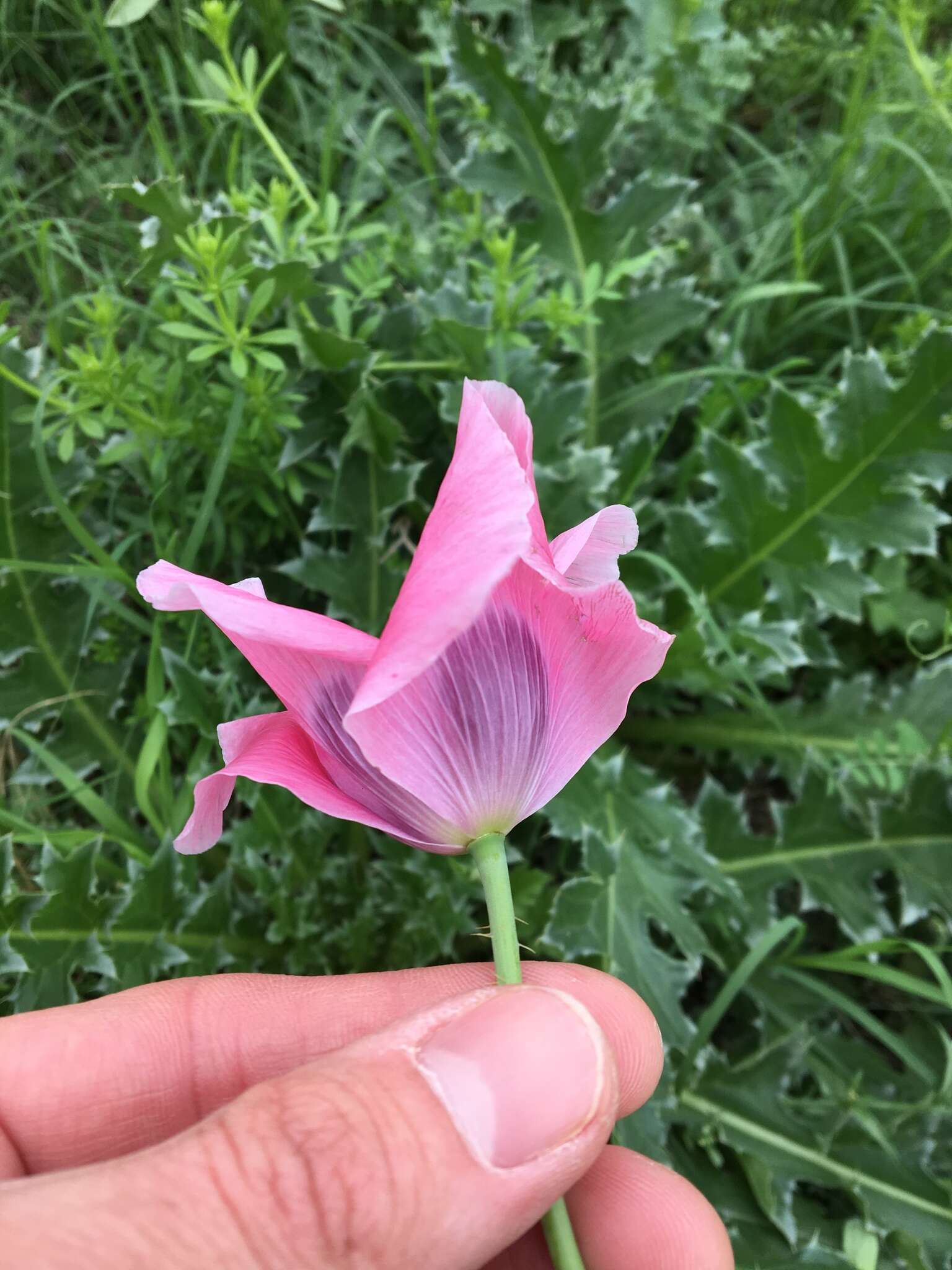 Image of opium poppy
