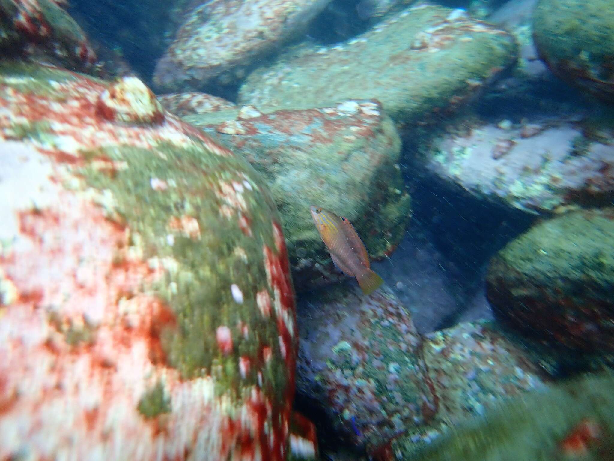 Image of Gunther's wrasse