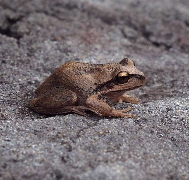 Image of Alpine Tree Frog