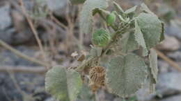 Image of Abutilon pannosum (Forst. fil.) Schltdl.