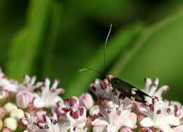 Слика од Nemophora raddaella Hübner 1793