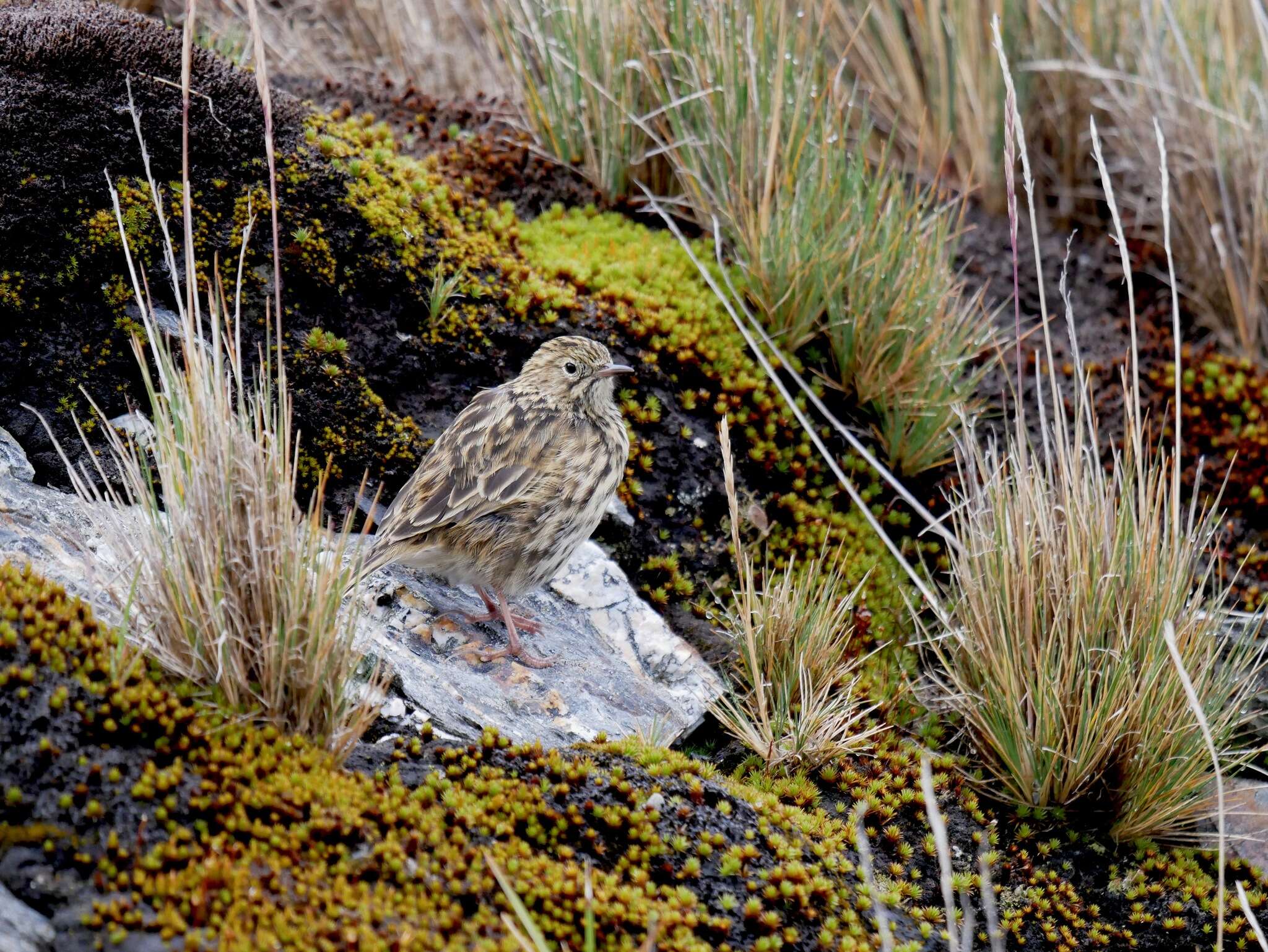 Image of South Georgia Pipit