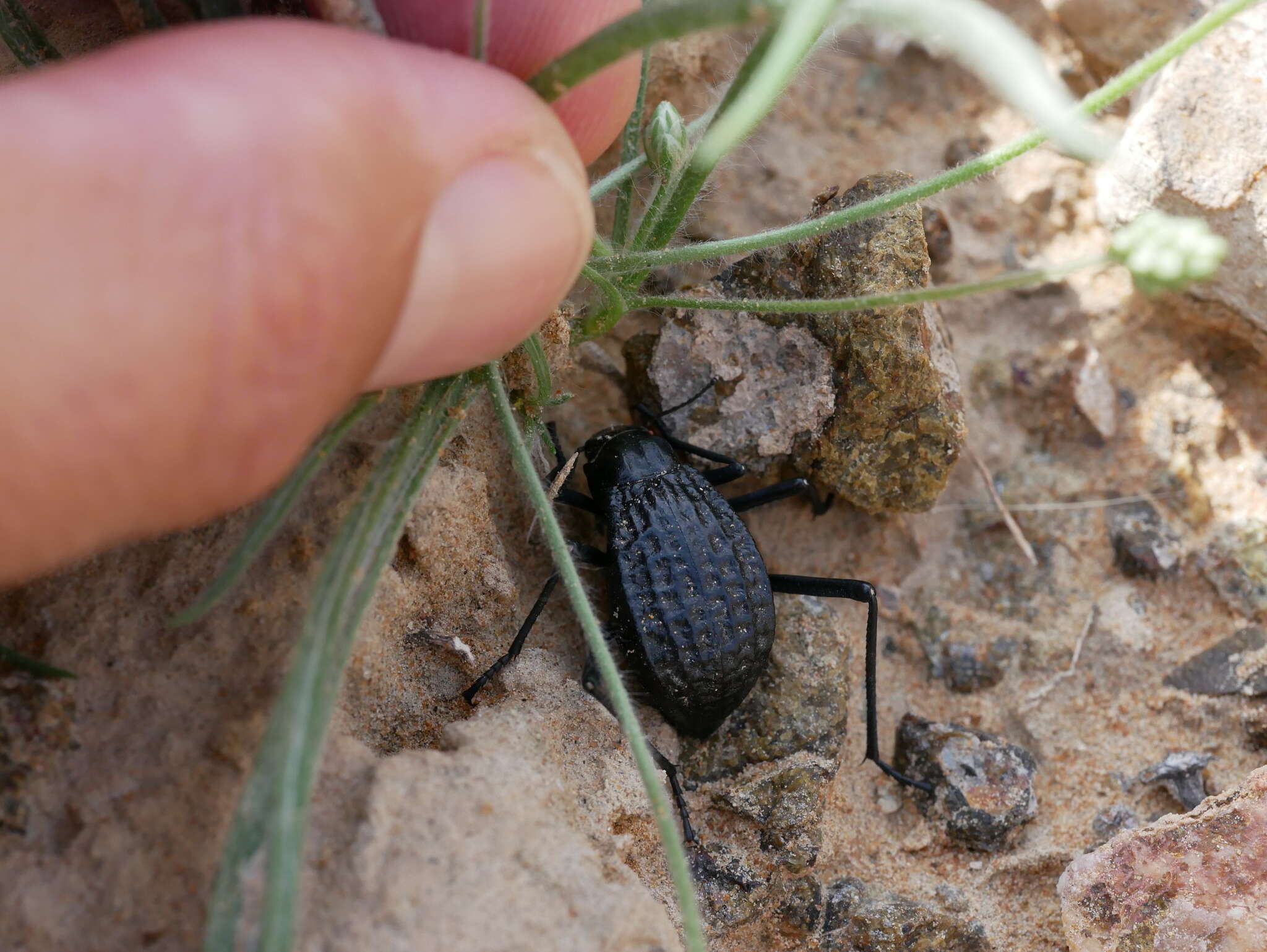 Image of Adesmia cancellata (Klug 1830)