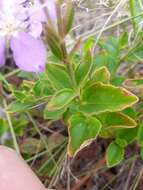 Sivun <i>Acisanthera alsinaefolia</i> kuva