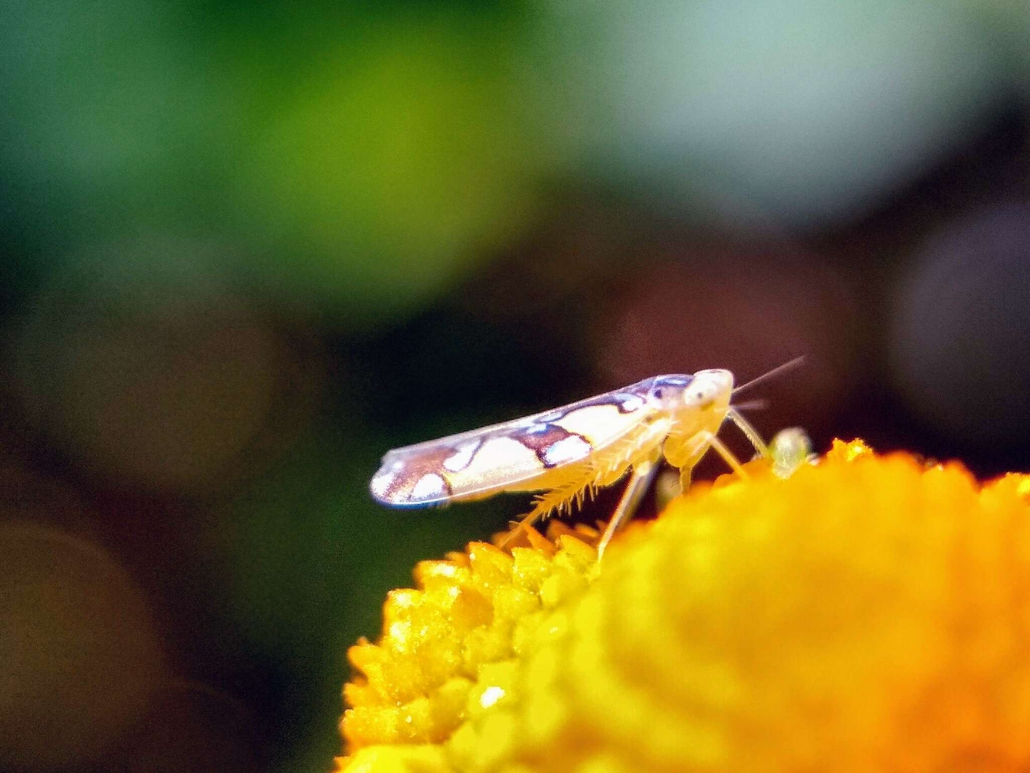 Image of Protalebrella conica (Ruppel & De Long 1953)