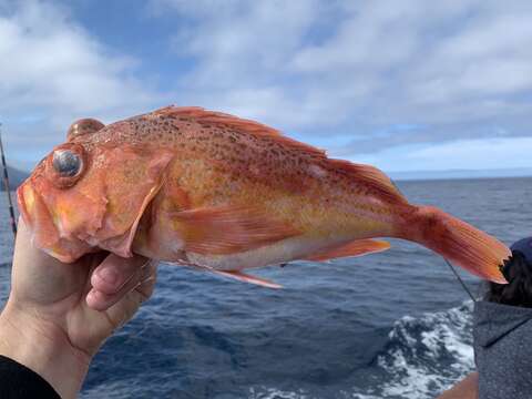 Image of Greenspotted rockfish