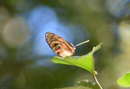 Lycorea ilione albescens (Distant 1876) resmi