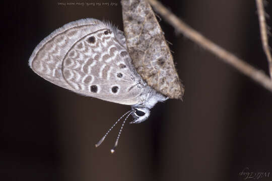 Image of Bright Babul Blue