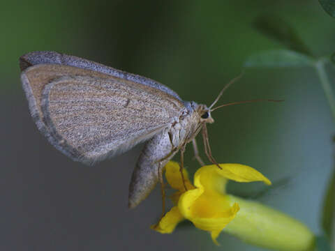 Sivun Scotopteryx mucronata Scopoli 1763 kuva