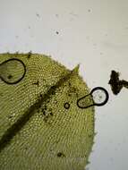 Image of intermediate plagiomnium moss