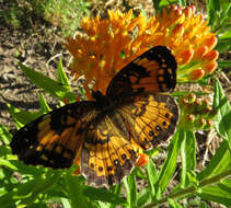 Image of Silvery Checkerspot