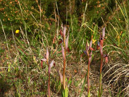 صورة Serapias strictiflora Welw. ex Veiga