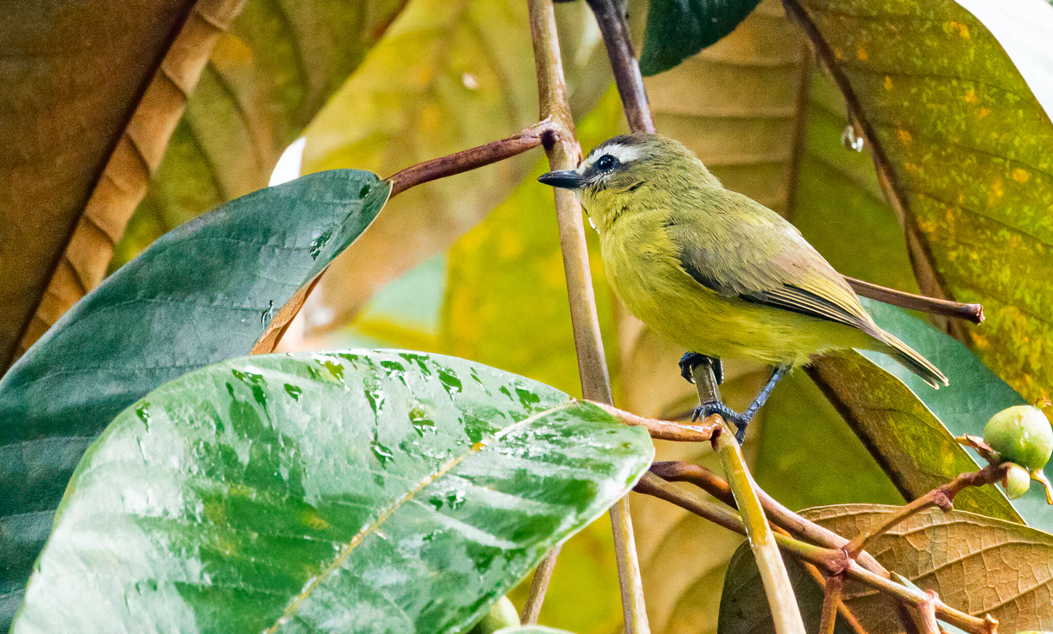 Image of Brown-capped Tyrannulet