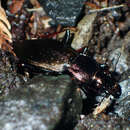 Image of Carabus (Ohomopterus) japonicus japonicus Motschulsky 1857