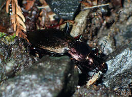 Image of Carabus (Ohomopterus) japonicus japonicus Motschulsky 1857