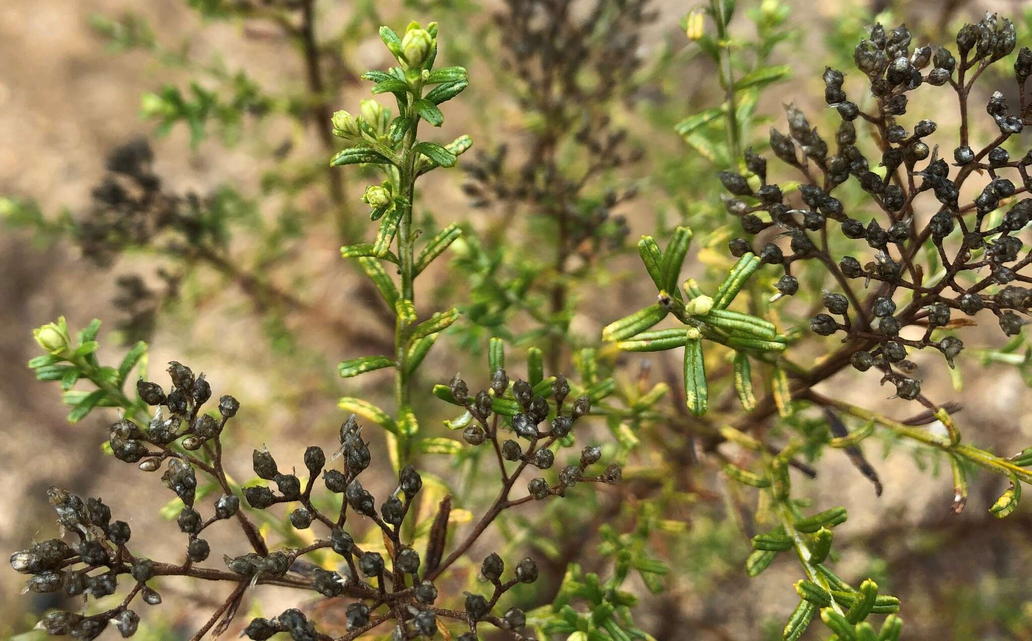 Image of Ozothamnus adnatus DC.